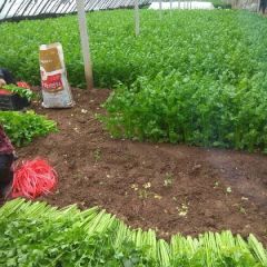 大量美国西芹芹菜上市，株高:70公分左右