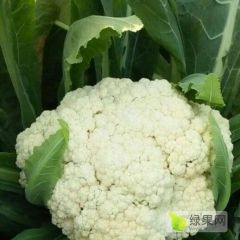 长年代收各种蔬菜，稳定老板稳定生意