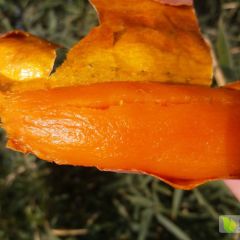 禾下土脱毒红薯基地供应烟薯25