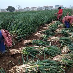 启东一流大葱  说的再好，不如来看