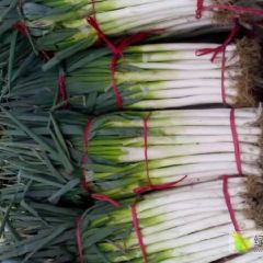 河南省南阳市新野县优质铁杆大葱