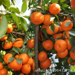 梧州苍梧县石桥镇塘蓬村