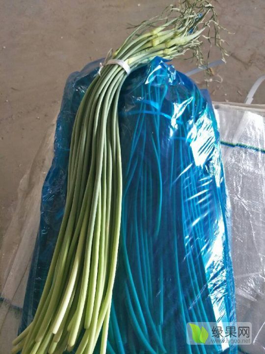 2019年山东金乡白帽蒜苔价格