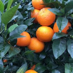 武鸣柑橘诚信代