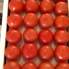 精品西红柿，暖棚硬粉大量上市中