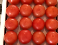 精品西红柿，暖棚硬粉大量上市中