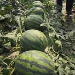 大果型西瓜种子——旭日甜王