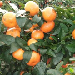 砂糖橘中偏大！果子靓 以和为贵，欢迎光临