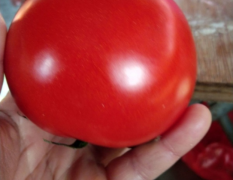 莒南西红柿弧三以上硬粉果经5-7厘米
