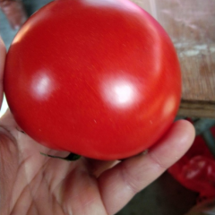 莒南西红柿弧三以上硬粉果经5-7厘米