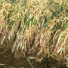 铁秆大葱存货，质量好，春季老葱，葱干。