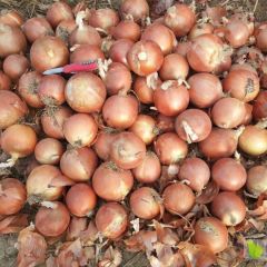 2019南票无公害洋葱种植基地 7月1日上市