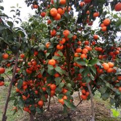 桂林永福砂糖桔，电联15977088582。