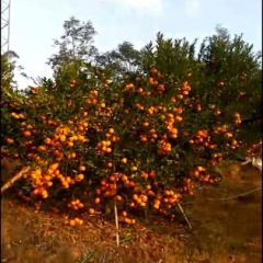 广东甜橘大量出售。详情请咨询1536389590