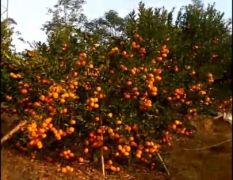 广东甜橘大量出售。详情请咨询1536389590