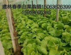 青州建林菊锦春白菜已经大量上市了