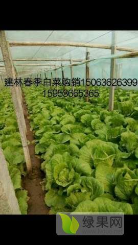 2018年山东青州菊锦春白菜价格