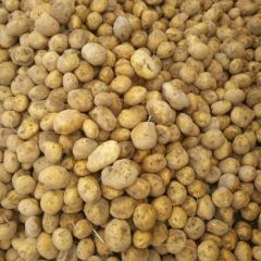 南湖镇土豆合作合，供应代收代买。