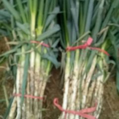 新野大葱亨誉九州美名传天下