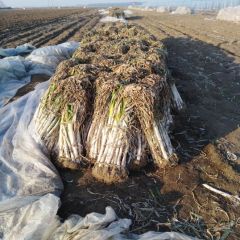 有章丘大葱25000斤，便宜处理