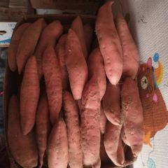 东北蜜薯 烟薯25 自家种田 纯沙土红薯