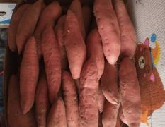 东北蜜薯 烟薯25 自家种田 纯沙土红薯