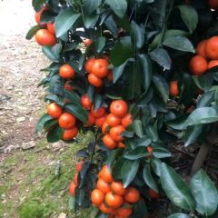 象州  金秀  桐木沙糖桔大量供应