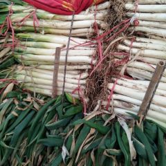 滕州一级优质钢葱大葱