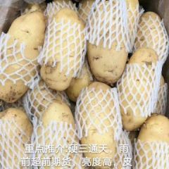 昌乐优质精品冷库荷兰系列土豆。三两通天