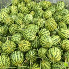 莘县甜瓜在每年的4月份---6月份大量上市