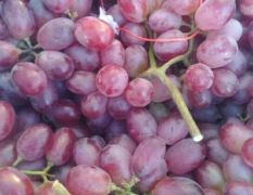 农户大量出售葡萄