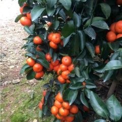 沙糖桔大量供应