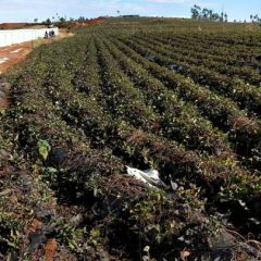 临邑县优质凌紫紫薯