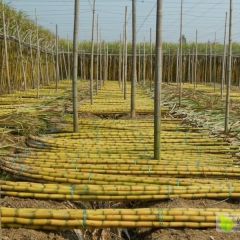 水果黄皮甘蔗批发