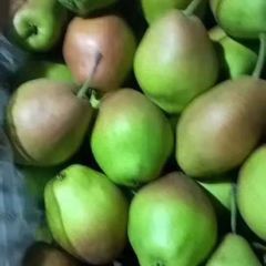 陕西大荔县冷库红香酥梨价格