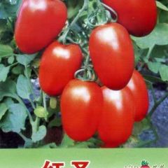 关住红罗曼市场 现货供应亚星