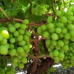 无籽青提批发：五件起批超市、电商、水果批发货源