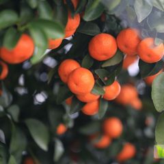 优质砂糖橘全县仅此一家