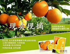 中国脐橙之都-重庆。新鲜香甜，无公害种植