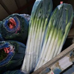 常年供应冷库打冷净葱