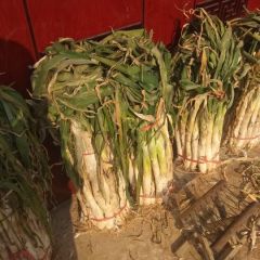 长白大葱，直径2公分以上，高40以上