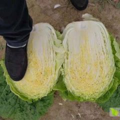 夏邑白菜欢迎合作李集郭义强诚信合作