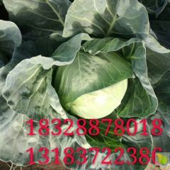 2019西昌甘蓝 药龙竭诚为您服务