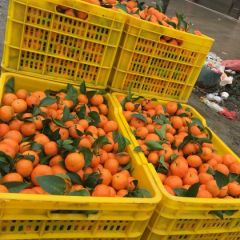 广西桂林大量优质沙糖桔上市，果美价廉
