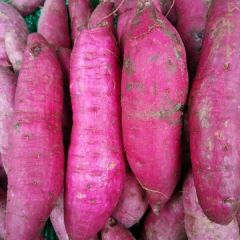 商薯19红薯种开始出售