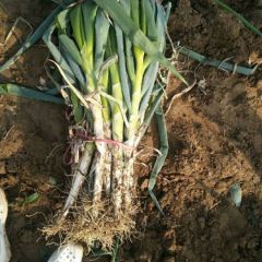 河南新野铁杆大葱，，价格低，常年供应。全国各地发货。