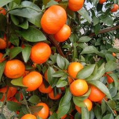 象州优质沙糖桔大量供应