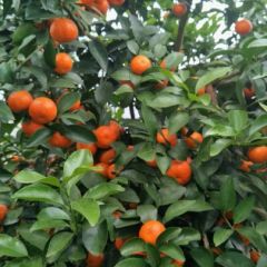 广西 桂林市 永福县 砂糖橘大量上市