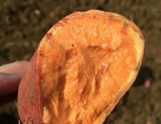 预定2019年红薯种苗品种有高代龙薯九号