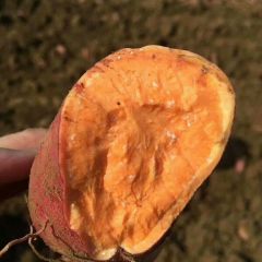 预定2019年红薯种苗品种有高代龙薯九号